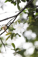 Bahamian Trumpet Tree (Tabebuia bahamensis)
