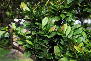 South African shrub (Diospyros natalensis) growing from Bonsai