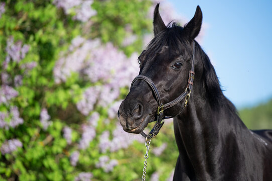  portrait of beautiful sportive black stallion posing nearly blossom lilac at sunny spring evening
