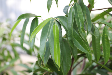 Banana leaf fig (Ficus maclellandii)
