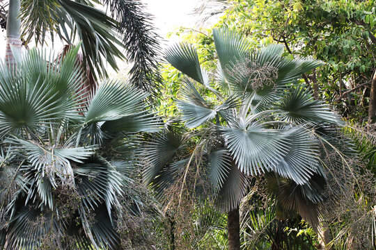 Blue Cuban wax palm (Copernicia hospita) from Cuba