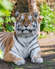 Naklejka premium siberian tiger