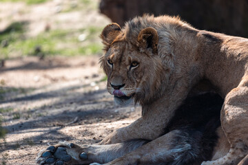 male lion cub