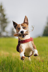 Mixed breed dog jumping towards camera
