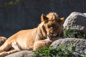 male lion cub cleaning