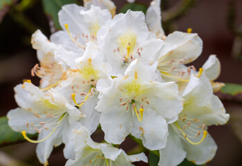 white cherry blossom