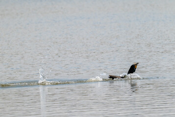 Double crested cormorant