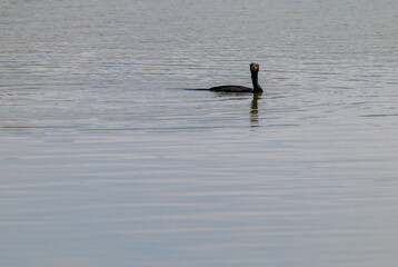 double crested cormorant swimming in water