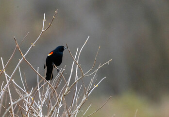 red winged blackbird