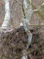 Bald eagle sitting in nest