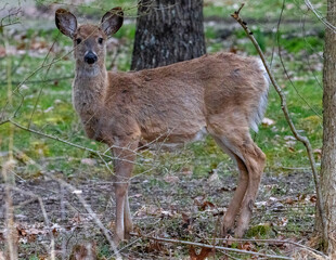 deer in the forest