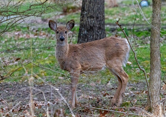 Whitetail deer in the woods
