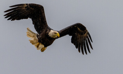 bald eagle in flight