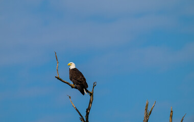 american bald eagle perched in tree