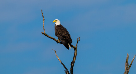 american bald eagle