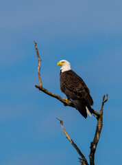 american bald eagle on a branch