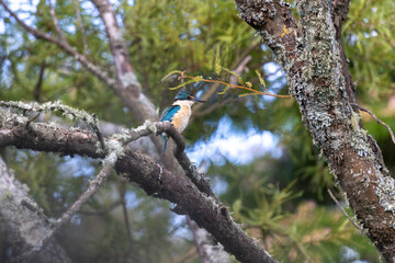 Kingfisher bird seating on the kowhai tree branch,