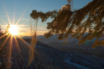 The sun sets behind the mountains as the snow melts on a douglas fir in the alpine of Whistler BC