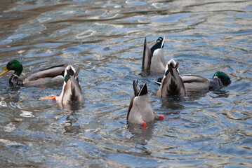 Naklejka premium Mallard ducks dive for food with their tail feathers poking out of the water