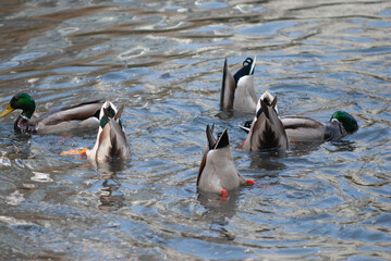 Mallard ducks dive for food with their tail feathers poking out of the water