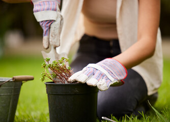 Gardening, spring and hands of person with plant in backyard for environment, growth and ecosystem....