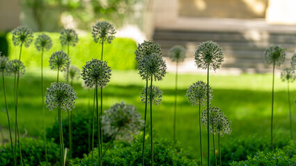 Dmuchawce w Parku Wroclaw © sopthedrone