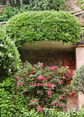 Rosenstrauch und Rankpflanzen an Gebäuden