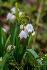 snowdrop flowers in the forest