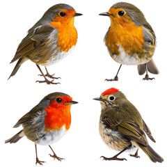 Birds collage images. Isolated On Transparent Background