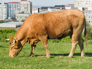 cow grazing in green grassy fields with city buildings in  background , Galician blond breed