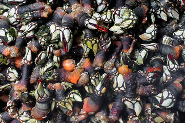 boiled  barnacles percebes typical seafood in the food of Galicia, Spain - Powered by Adobe