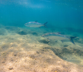 Tarpon swimming in ocean