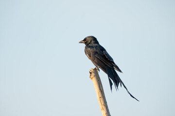 Fototapeta premium bird