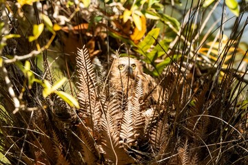 The birds rest in the afternoon after eating in the morning