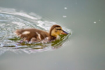 An adorable duckling gracefully swims in a tranquil lake, showcasing its delightful feathers and...
