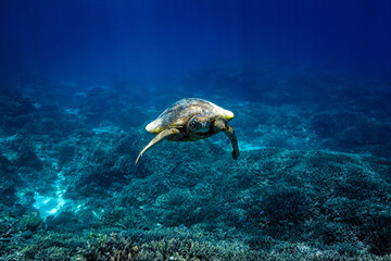 Beautiful green sea turtle gliding over a reef surrounded by blue water