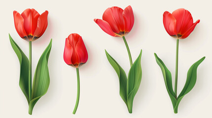 Four Red Tulips With Green Leaves on a White Background