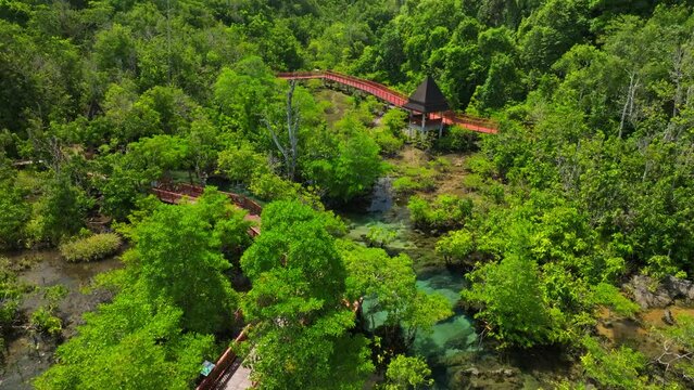 Top view Mangrove forest and river landscape at Thapom Klong Song Nam, Krabi Thailand, Beautiful root in mangrove forest with crystal clear water in small canal,High angle view