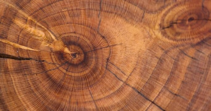 a beautiful cut of a walnut tree processed for decoration and use, a cut of a walnut tree with annual rings