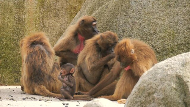 Red monkey family. A small baby monkey near the mother monkey sitting on the stones slow motion.