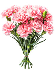 Bouquet of pink carnation flowers over isolated white transparent background