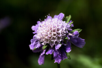 満開の紫のマツムシソウ
