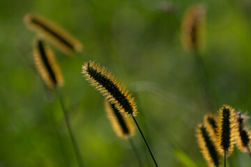 逆光に輝くキンエノコログサ
