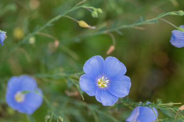 満開のアマの花
