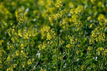 満開のナノハナ
