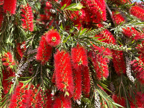 Flowering of bottle brush tree (lat. Callistemon)