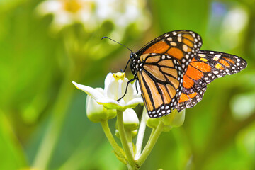 Extreme close-up of a male monarch as it feeds on a crown flower plant.