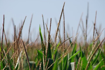 Fototapeta premium Field with growing corn. Tall corn grows in the field, the plant has long, tall, thick stems and wide, long green leaves. Corn has brown seeds on thin stalks on top. Plants grow close to each other.