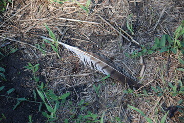 An eagle feather lies on the ground. On the gray-black ground among the green grass lies a fallen feather of a wild bird of prey. The feather has a white-black color with sparse stripes.