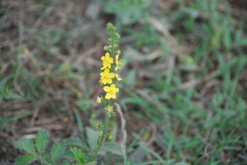 Common agrimony or medicinal agrimony. Agrimonia eupatoria is a perennial herbaceous plant. A medium-sized flower grew among the grass, it had several yellow small flowers on a thin long stem.